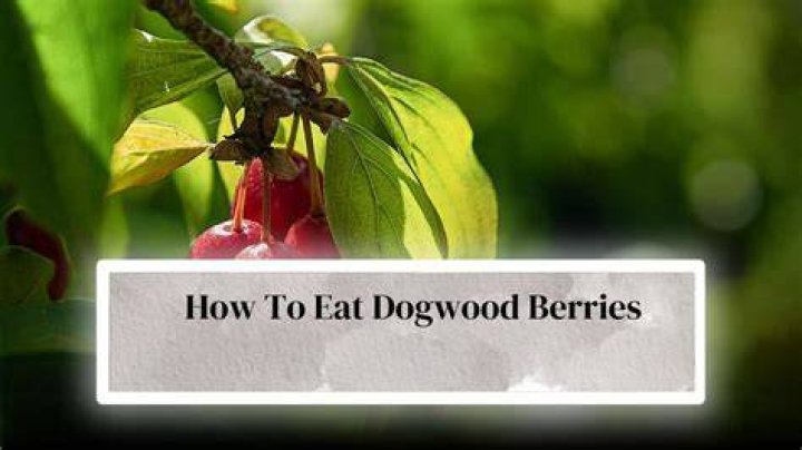 What animals eat dogwood berries?