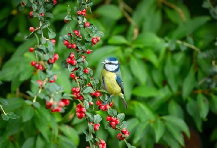 What animals eat poison berries?