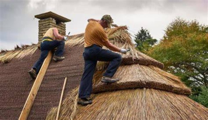 What animals live in thatched roofs?