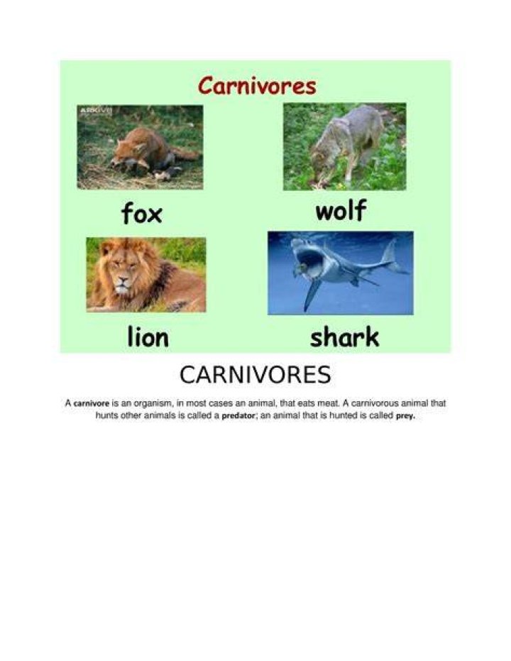 What are 10 examples of carnivores?
