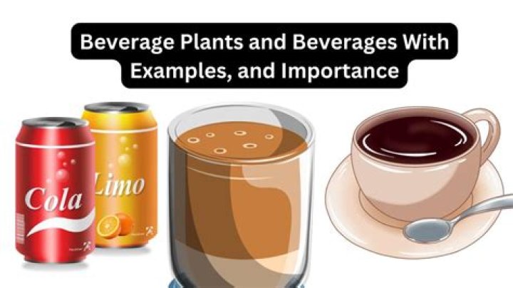 What are beverage plants?