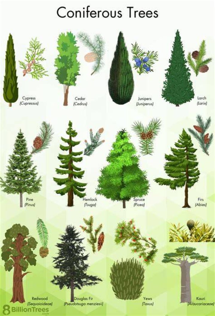What are conifers give few examples?