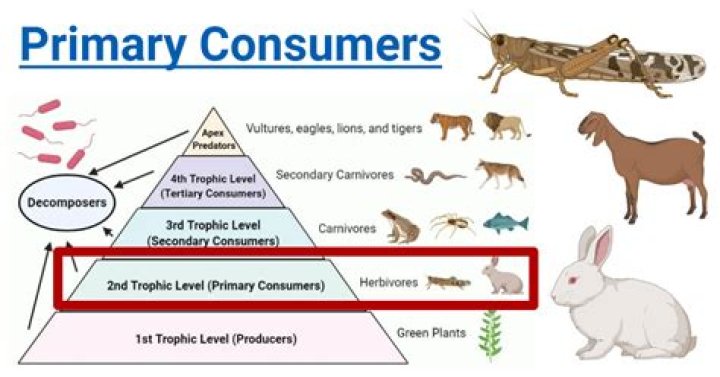 What are first-level consumers examples?