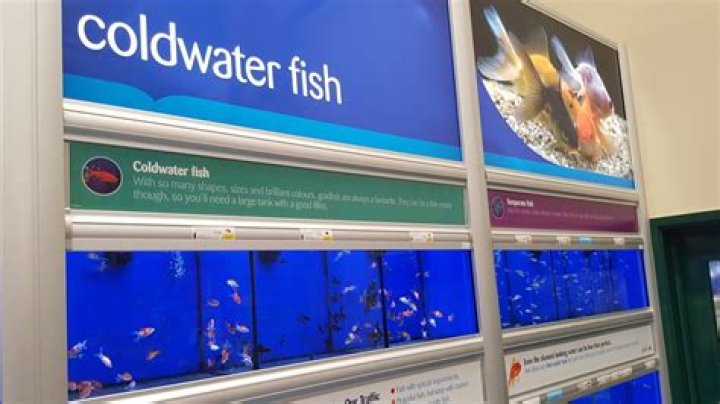 What are fish points pets at home?