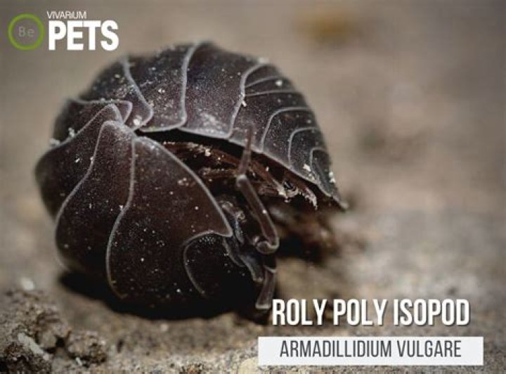 What are pill bugs attracted to?