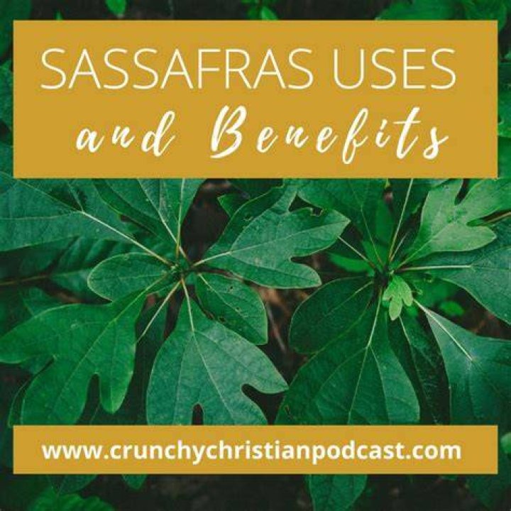 What are sassafras leaves used for?