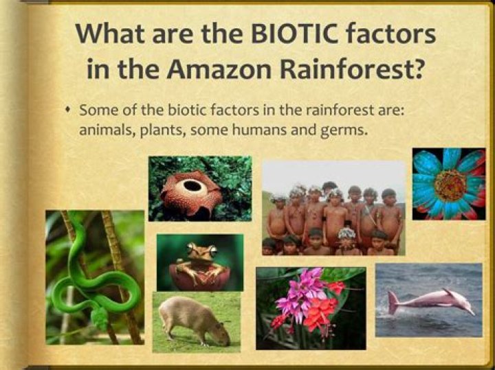 What are some abiotic factors in the Amazon rainforest?