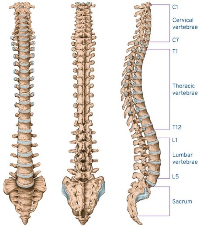 What are the 5 parts of the spine?