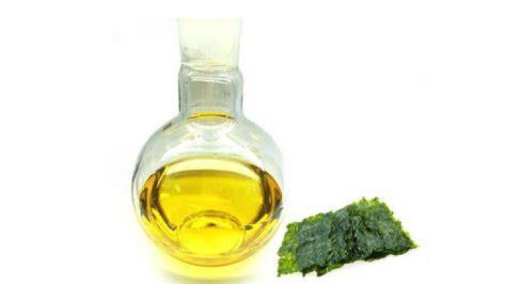What are the benefits of algae oil?