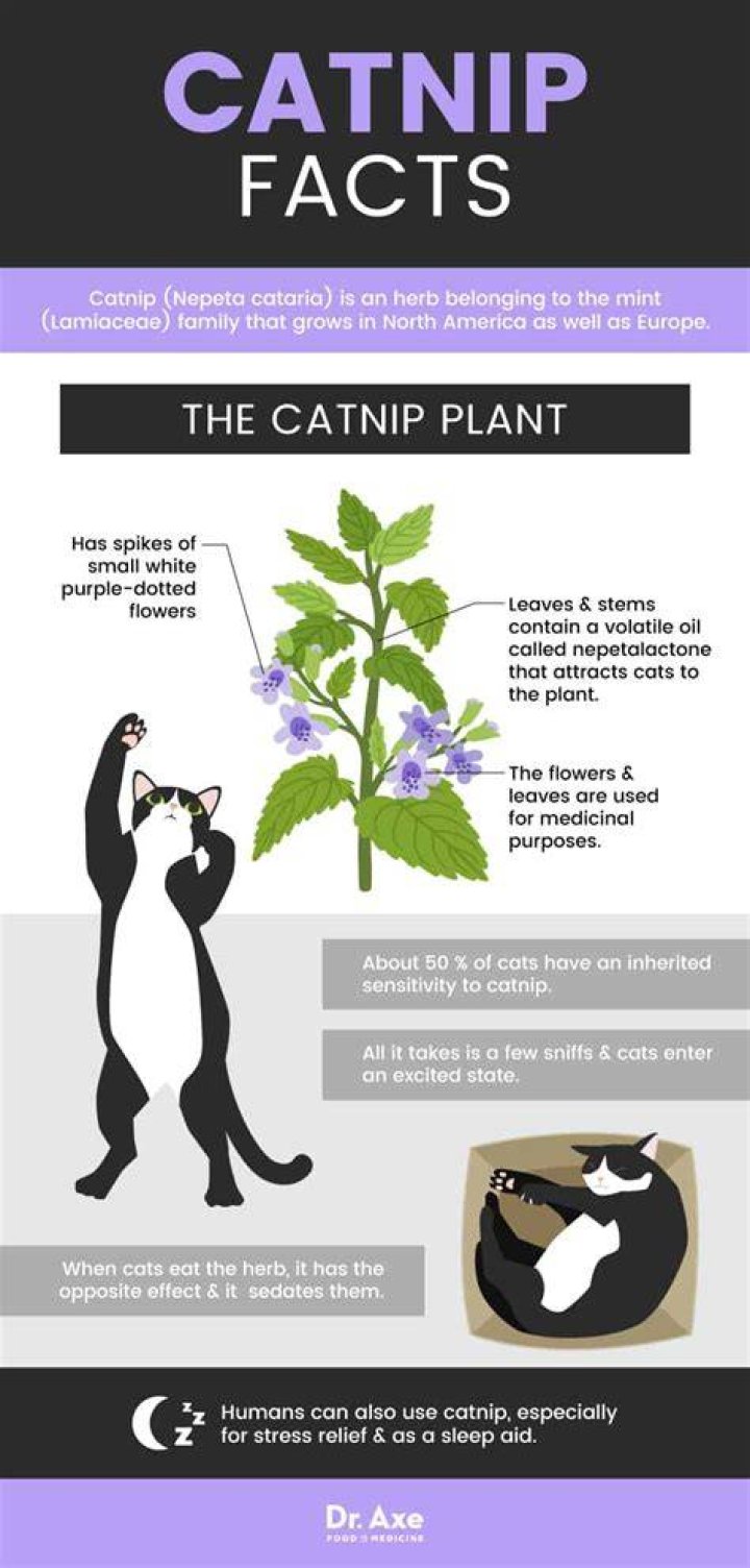 What are the benefits of catnip for humans?