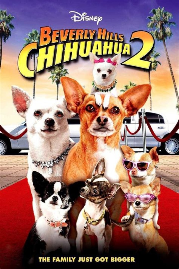 What are the dogs names in Beverly Hills Chihuahua?