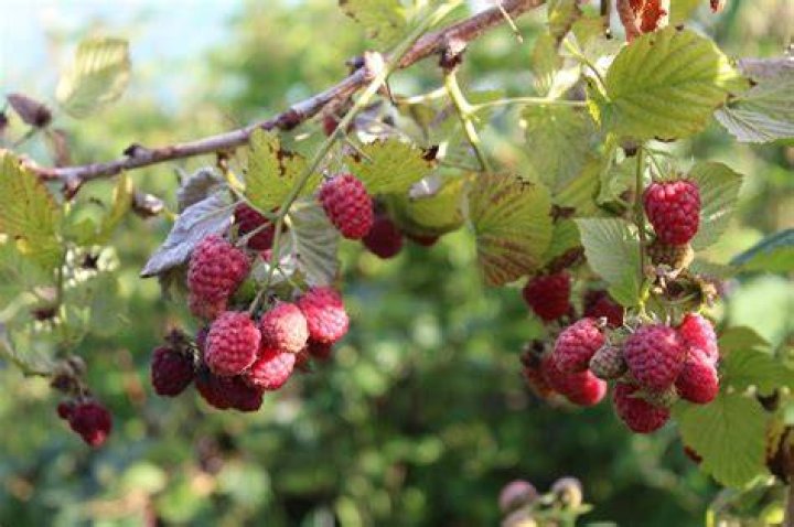What are the little black things on raspberries?