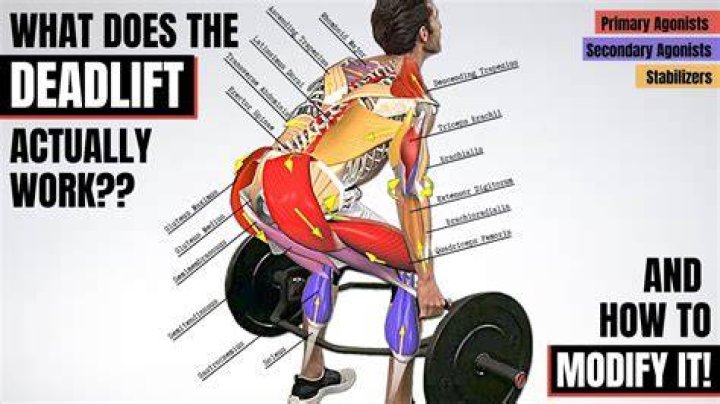 What are the most important muscles used in the trunk lift?