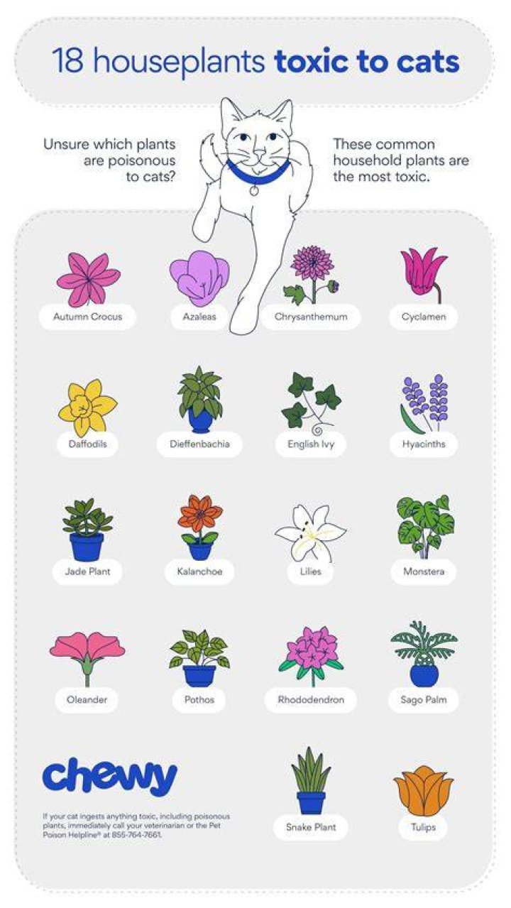 What are the most toxic plants for cats?