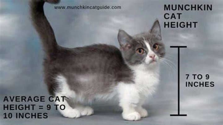 What are the Munchkin sizes?