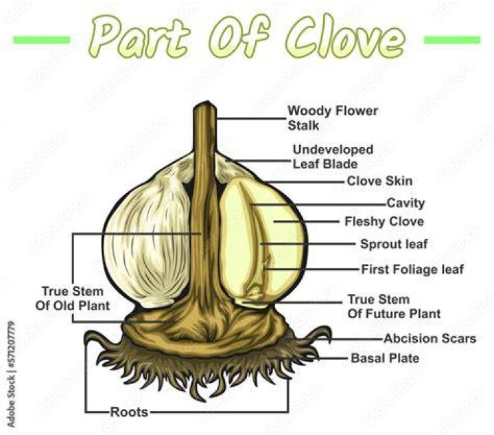 What are the parts of a garlic?