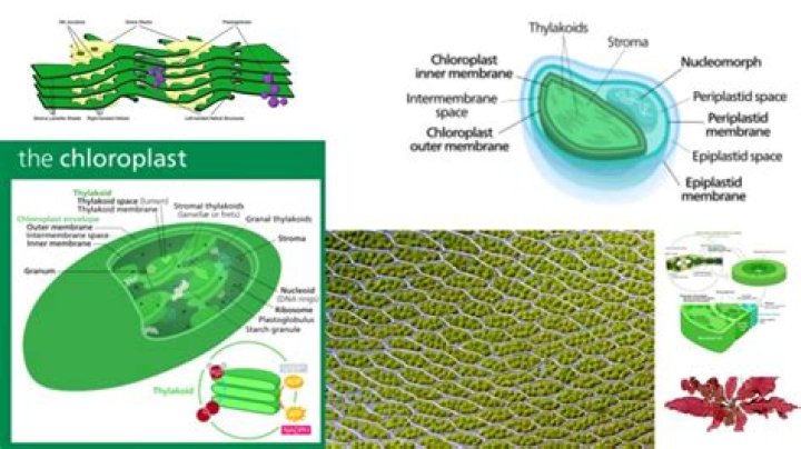 What are the two main functions of chloroplasts Brainly?