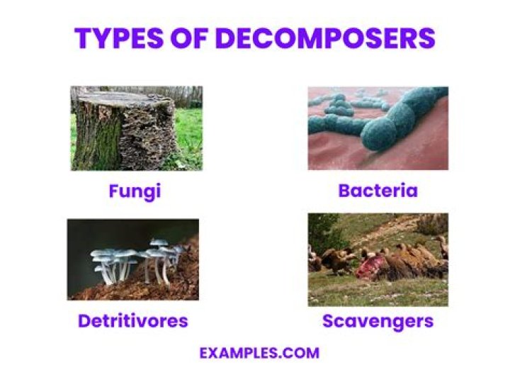 What are the two types of decomposers?