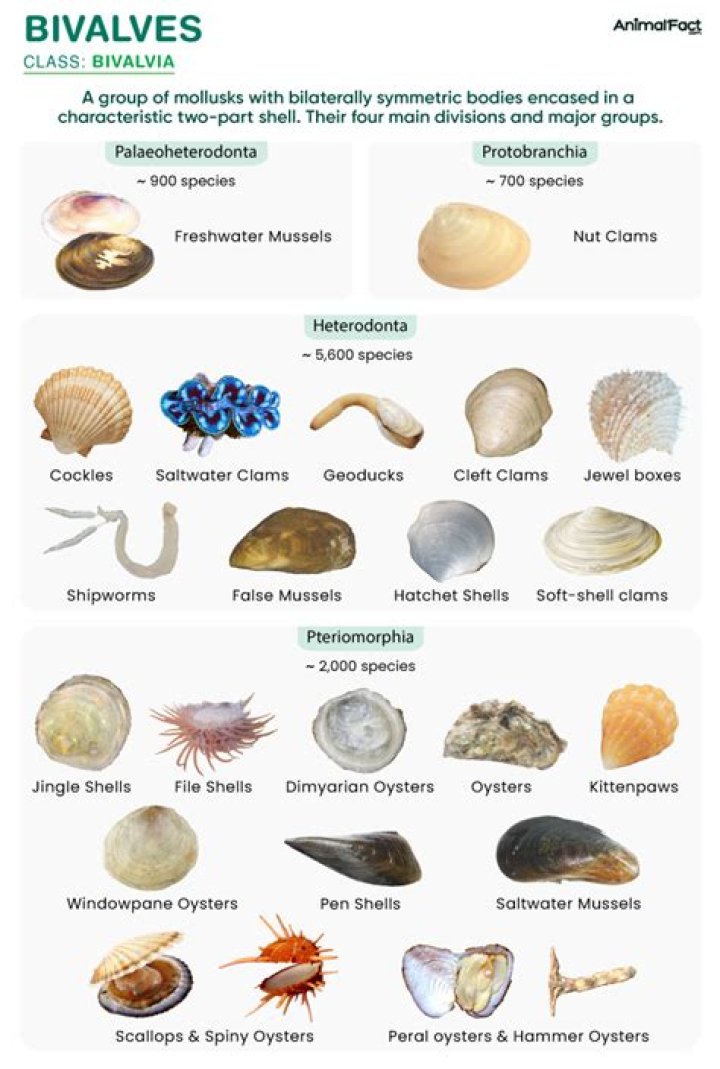 What are three examples of bivalves?