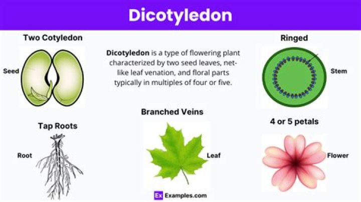 What are two examples of a Dicot?