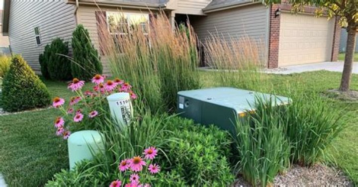 What can I plant to hide an electrical box?