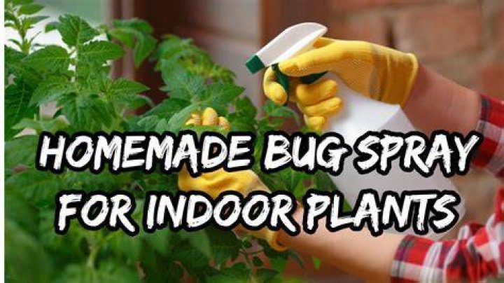 What can I spray around my house to keep bugs out?