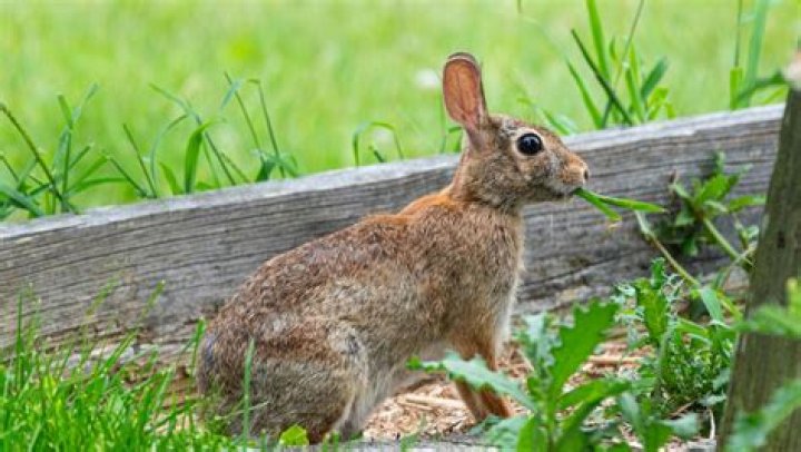 What can kill a rabbit suddenly?