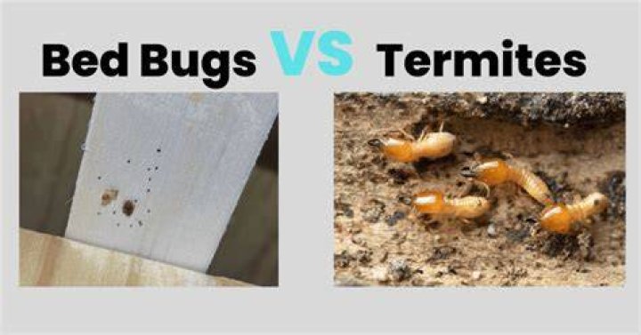 What can Termites eat through?
