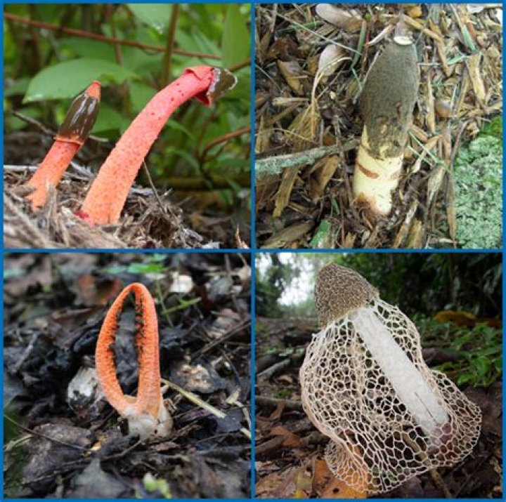 What causes Stinkhorns to grow?