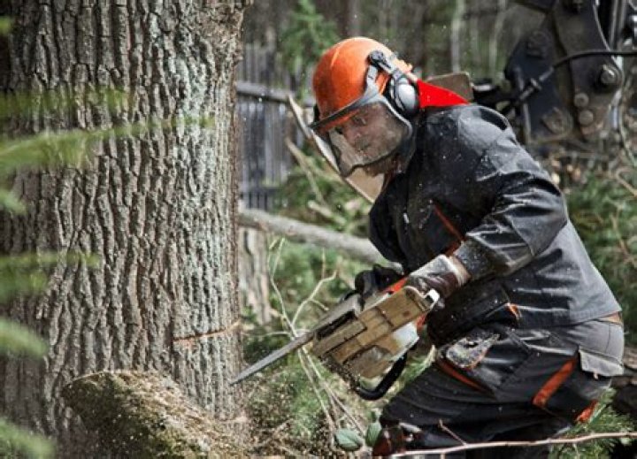 What Chainsaw do professional loggers use?