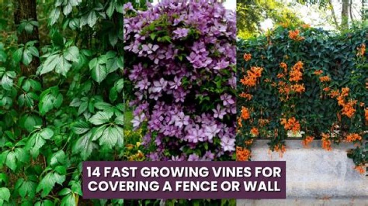 What climbing vines are safe for dogs?