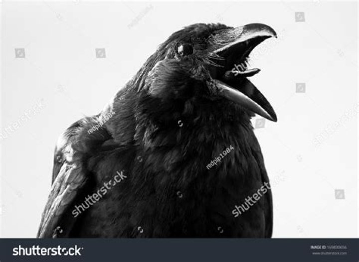 What color is a Crows tongue?