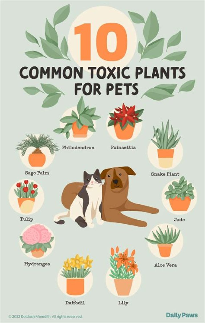 What common garden plants are toxic to dogs?