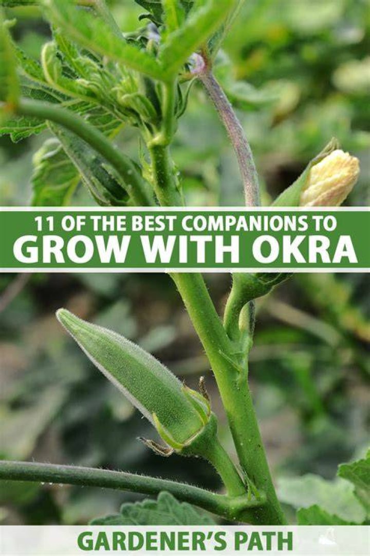 What companion plants go with okra?