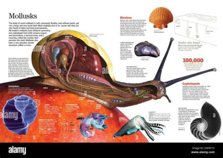 What do all mollusks have in common?