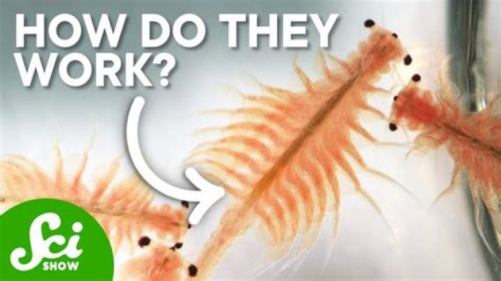 What do brine shrimp need to survive?