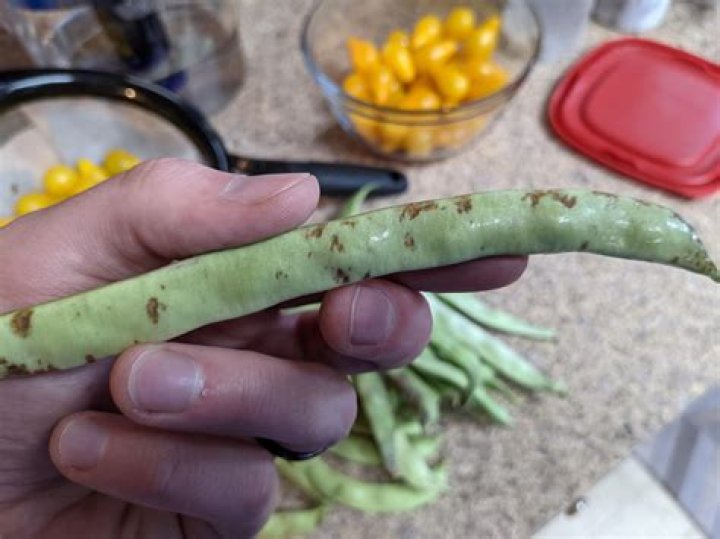 What do brown spots on green beans mean?