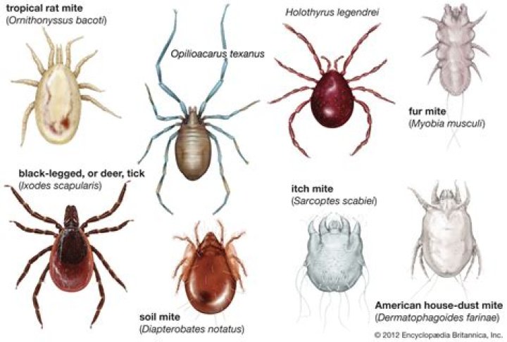 What do cheese mites look like?