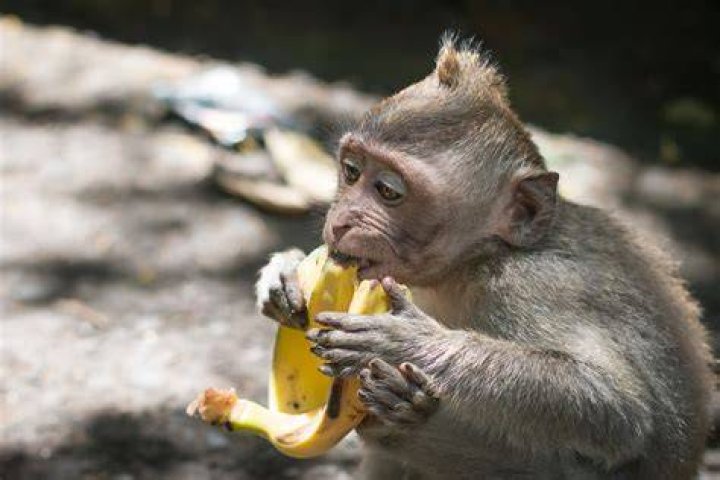 What do monkeys eat other than bananas?