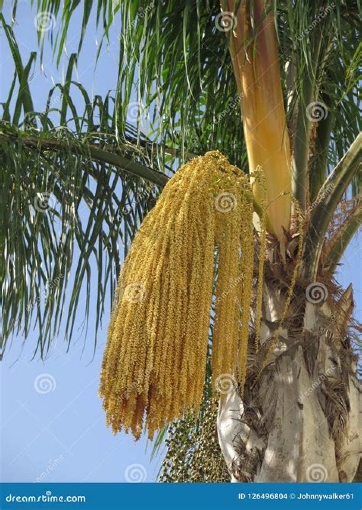 What do palm tree seed pods look like?