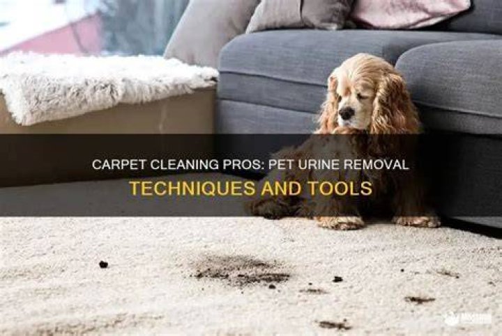 What do professional carpet cleaners use for pet urine?