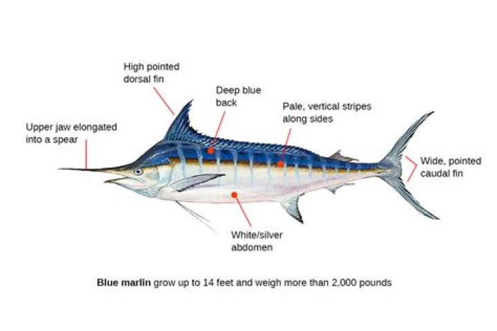 What do they do with blue marlin?