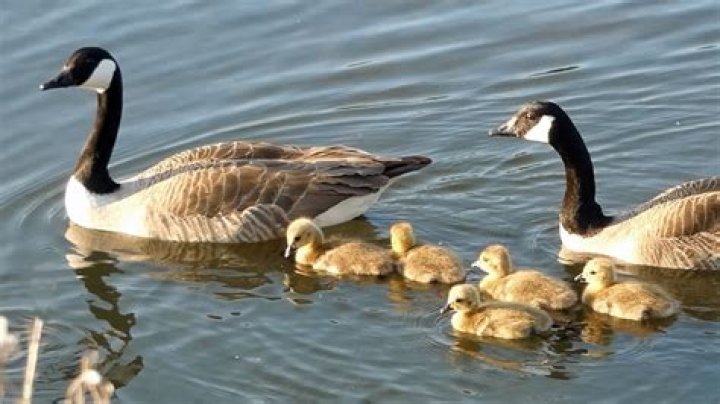 What does a baby goose look like?