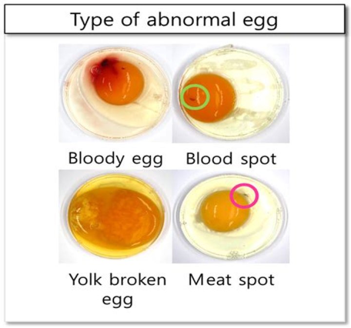 What does a bad egg look like?