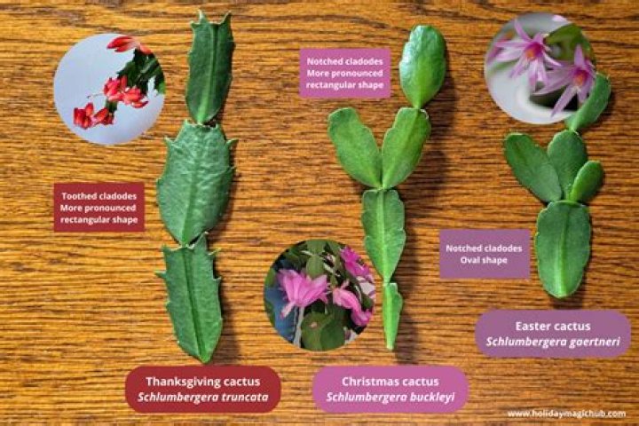 What does a Christmas cactus represent?