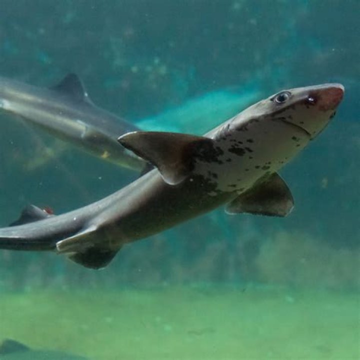 What does a dogfish look like?