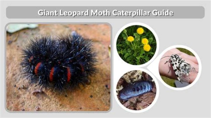 What does a giant leopard caterpillar turn into?
