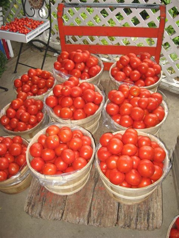 What does a half bushel of tomatoes weigh?