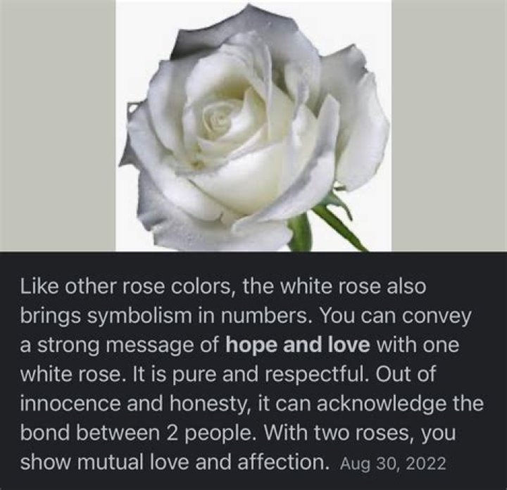 What does a single white rose mean?