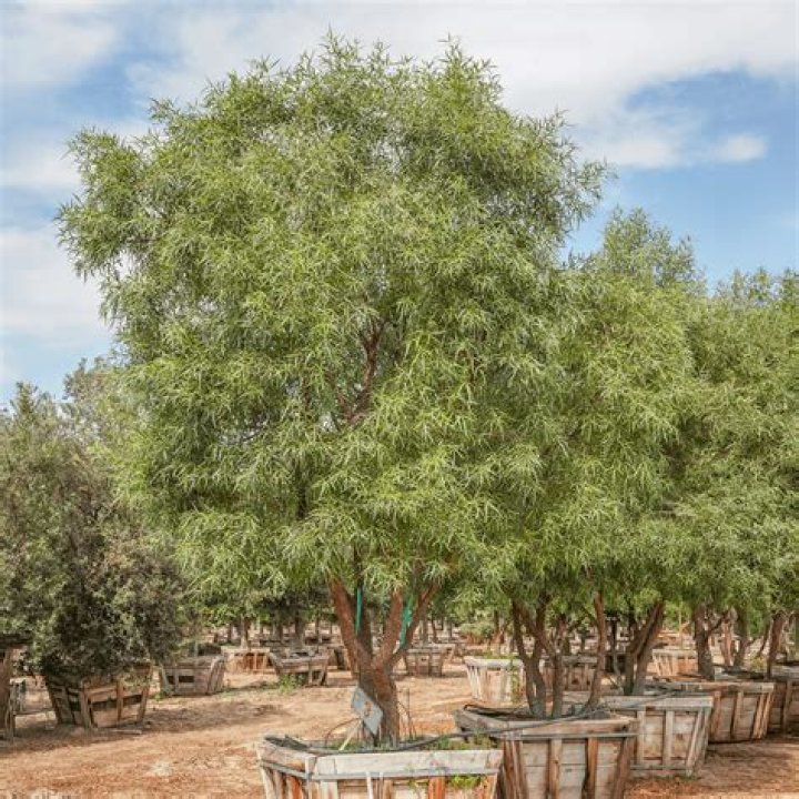What does an African sumac tree look like?